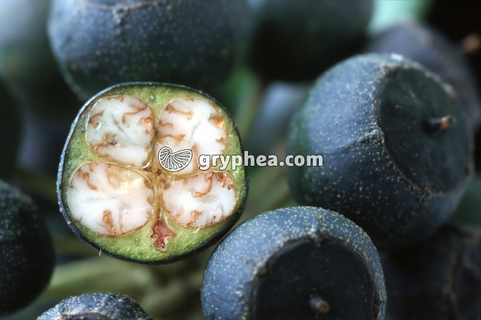 Lierre (Hedera helix) - détail d'un fruit en CT - gryphea.com
